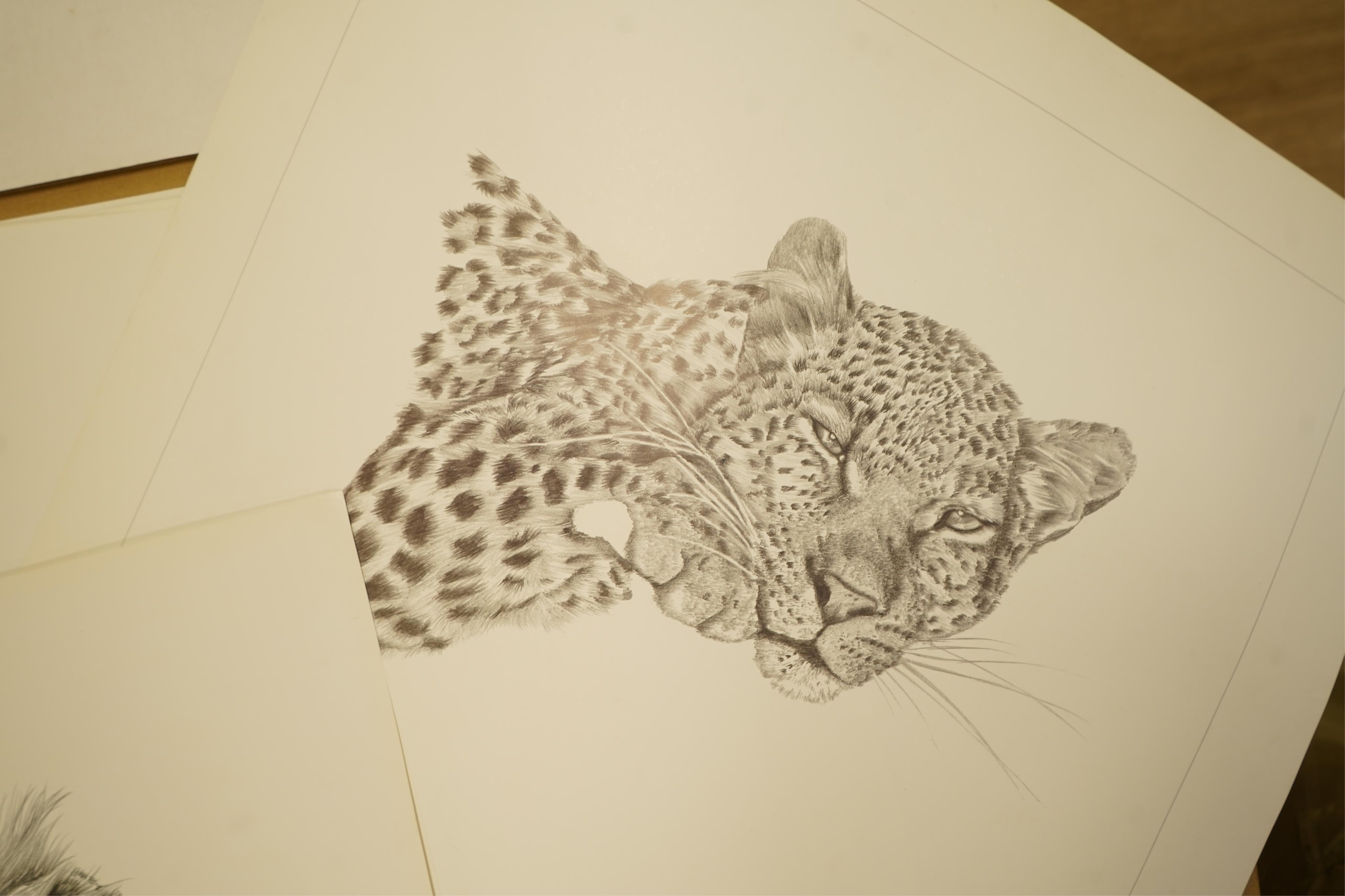 Donald Heywood (b.1944), eleven prints, each signed in pencil to include: ‘Leopard drinking’, ‘Lion portrait’ and ‘Lion cub’, unframed, largest 68 x 48cm